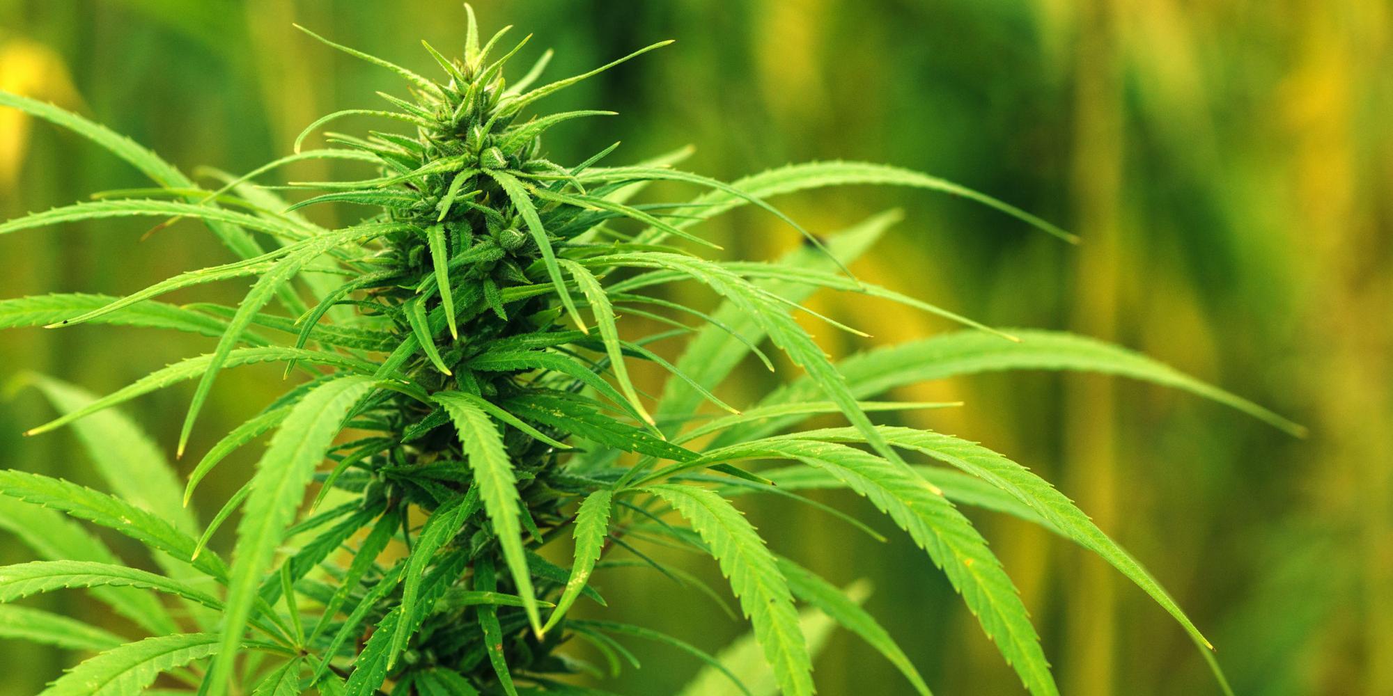 Profitability Continues to be a Moving Target for Hemp Operators
