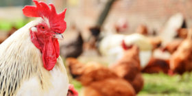 The Demand for Organic Poultry and Meat has Not Declined