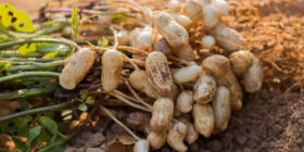 Crop Progress – Condition Quality Falls for Corn, Cotton, and Peanuts
