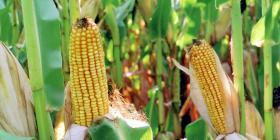 Corn and Wheat Export Sales Power Higher