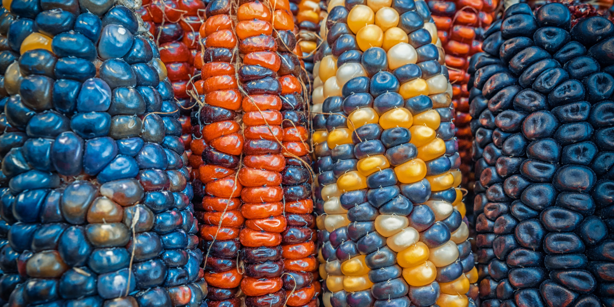 Organic Corn Prices Consolidate As Traders Await the Harvest