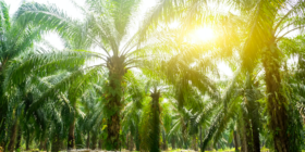 Bullish Palm Oil Data Drives Another Rally in Veg Oils