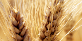 Grain and Feed Mixed as Traders Look Forward to USDA Data