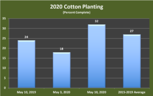 Cotton planting