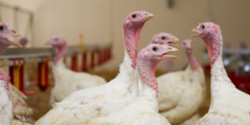 Organic Turkey Slaughter Trends Higher