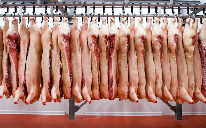 Hog Slaughter Forecast 4 Percent Over 2019 Levels