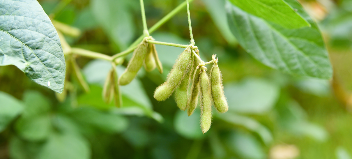Soybean Oil Futures Jumps One Cent Following USDA Report
