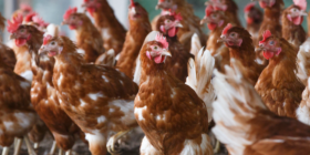 Organic Hen Flock Size Surges