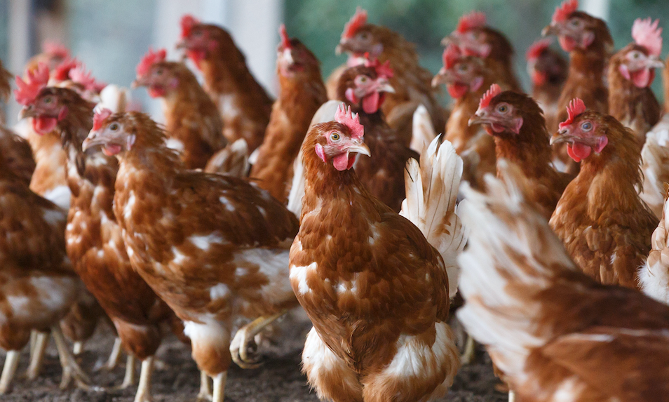 Organic Chicken Feed Demand Could Rise