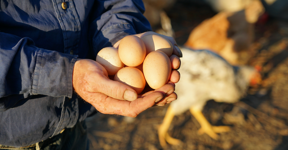 Organic Egg Production Eases Slightly