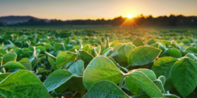 Organic Soybean Prices Continue to Rise