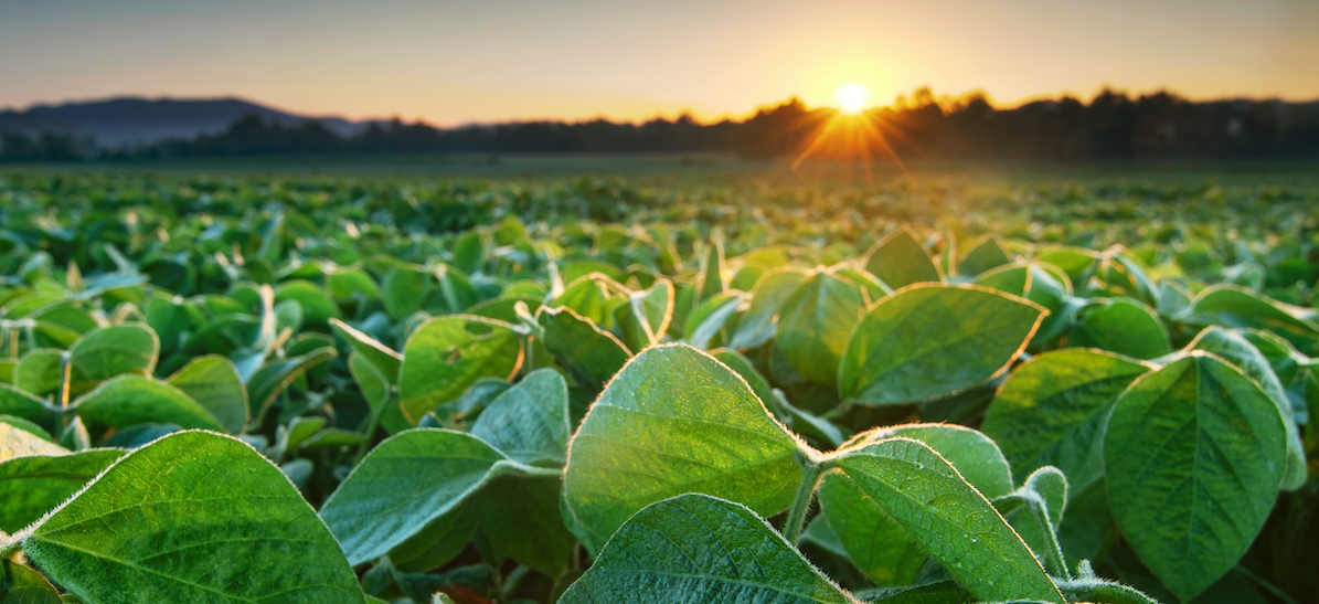 Organic Soybean Prices Continue to Rise
