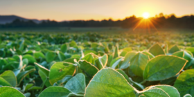 Soybean Oil Falls on Weakness in Soybean Futures