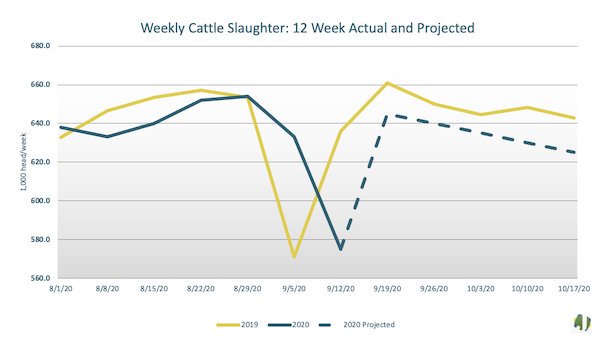 cattle slaughter forecast