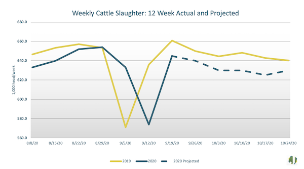weekly cattle slaughter 12 week actual and projected
