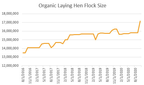 organic laying hen flock size