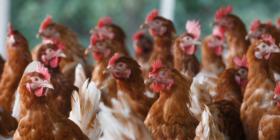 Organic Poultry Demand Remains Strong