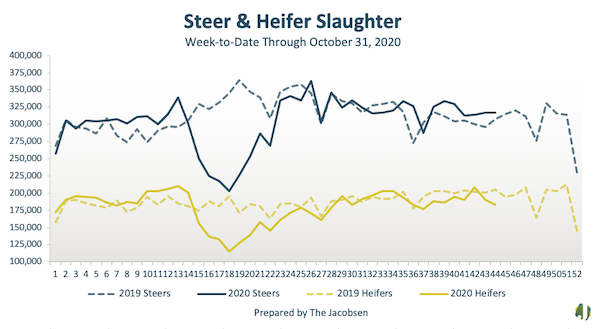 steer and heifer slaughter