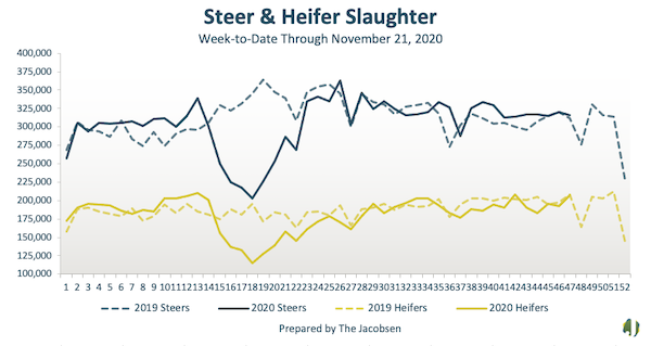 steer & heifer slaughter data