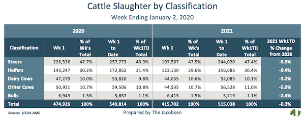 cattle slaughter data january