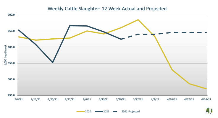 weekly cattle slaughter